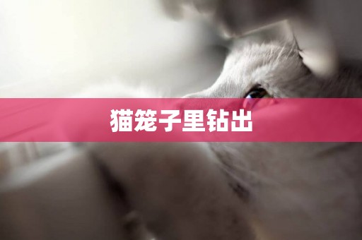 猫笼子里钻出